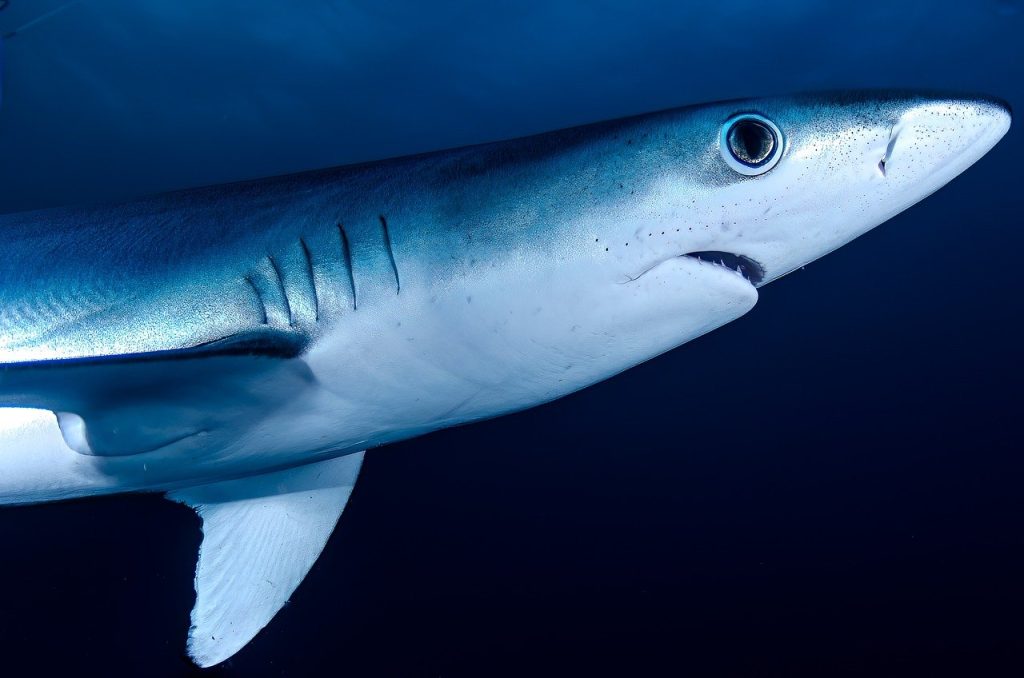Shark Fishing Tips from the Pros - Fuel Bladder for Boats